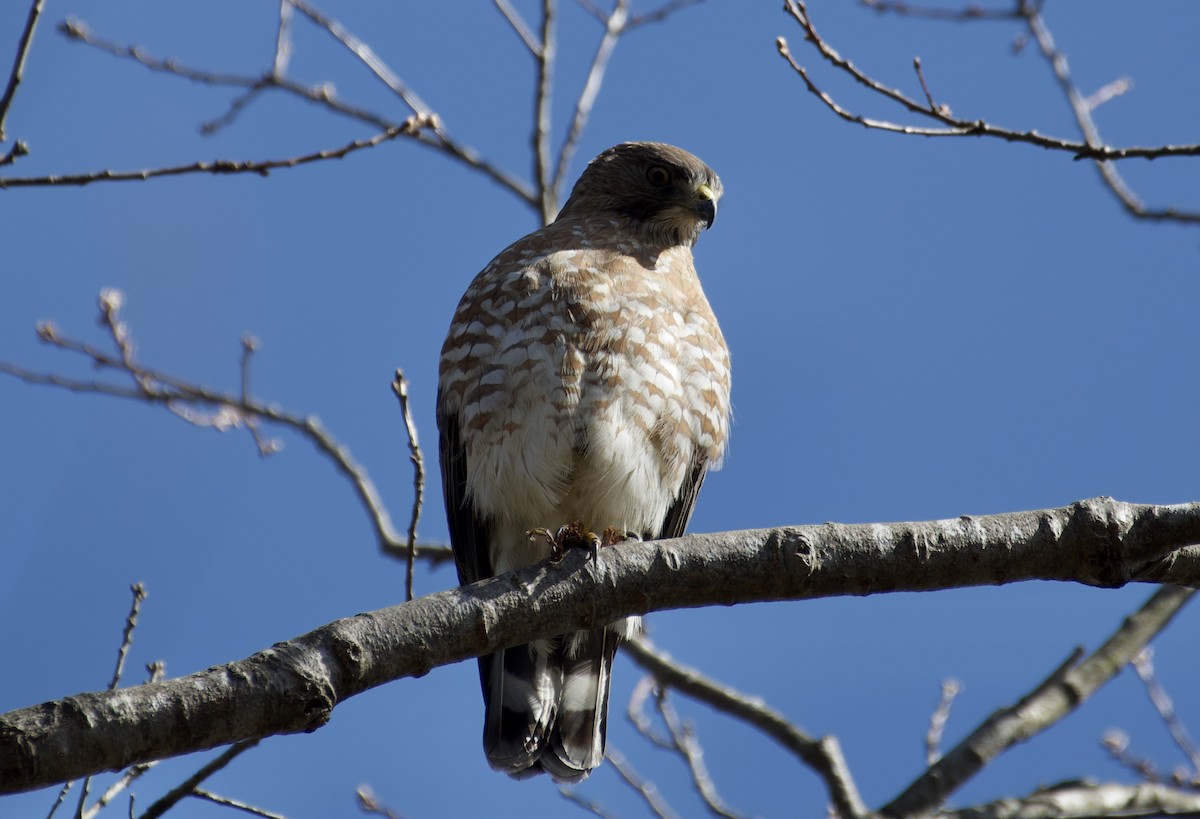 Broad-winged Hawk - ML223511471