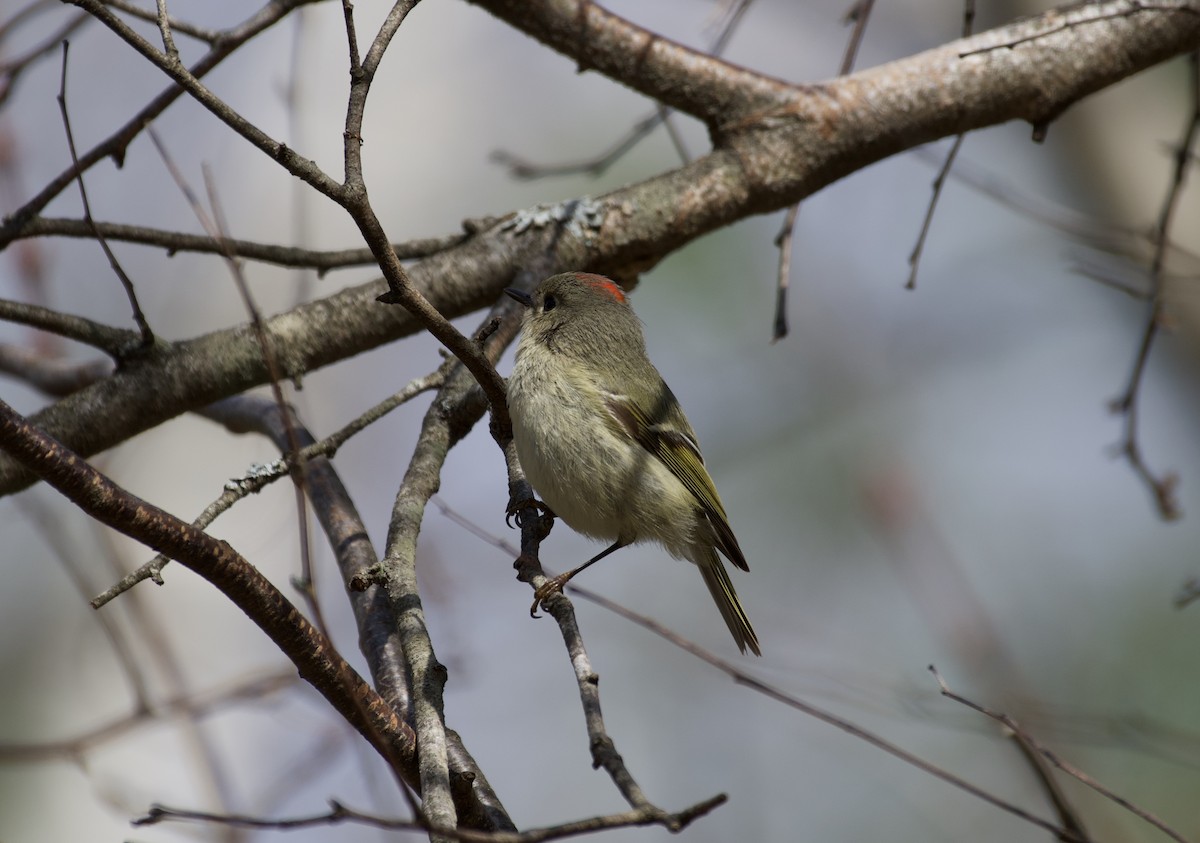Ruby-crowned Kinglet - ML223511541