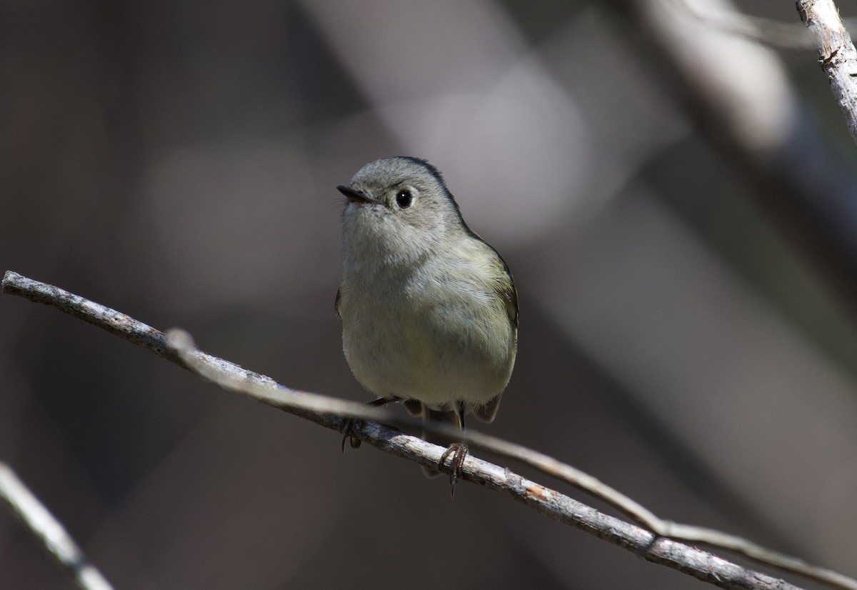Ruby-crowned Kinglet - ML223511551