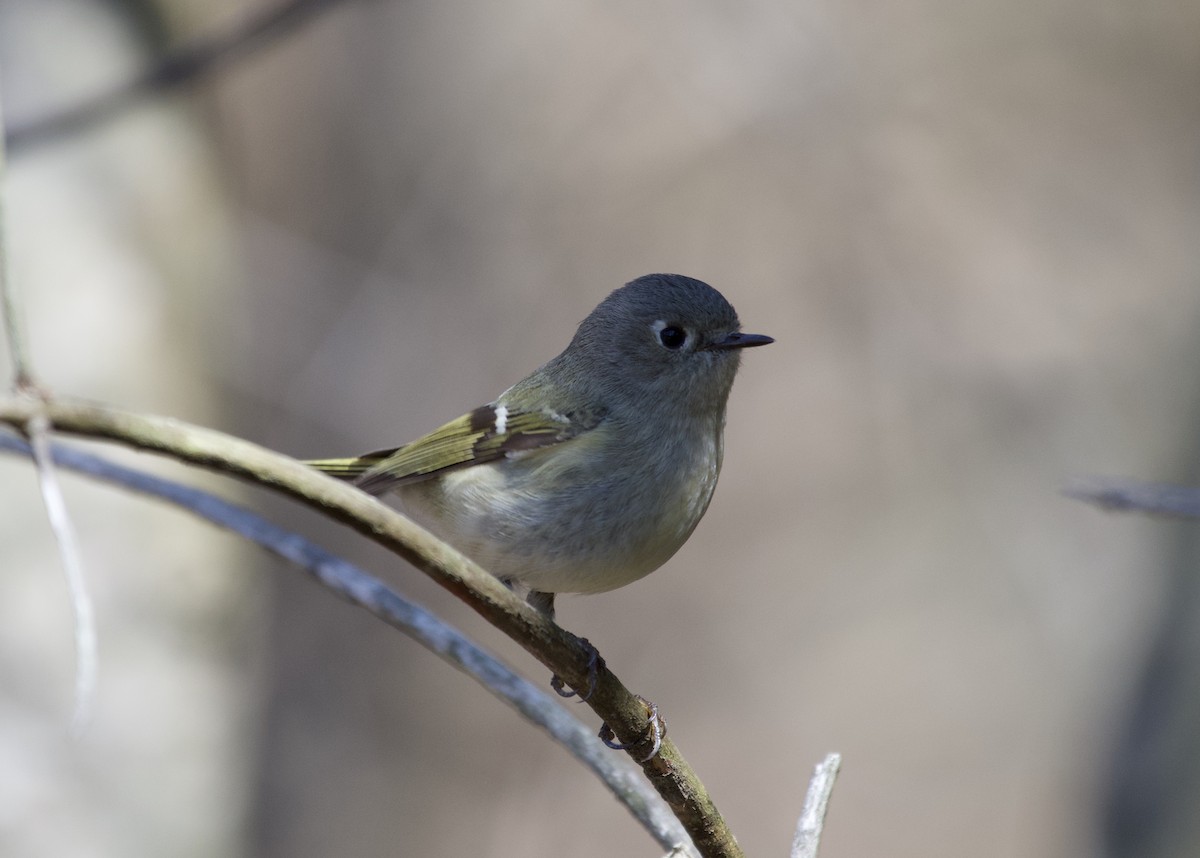 Ruby-crowned Kinglet - ML223511561