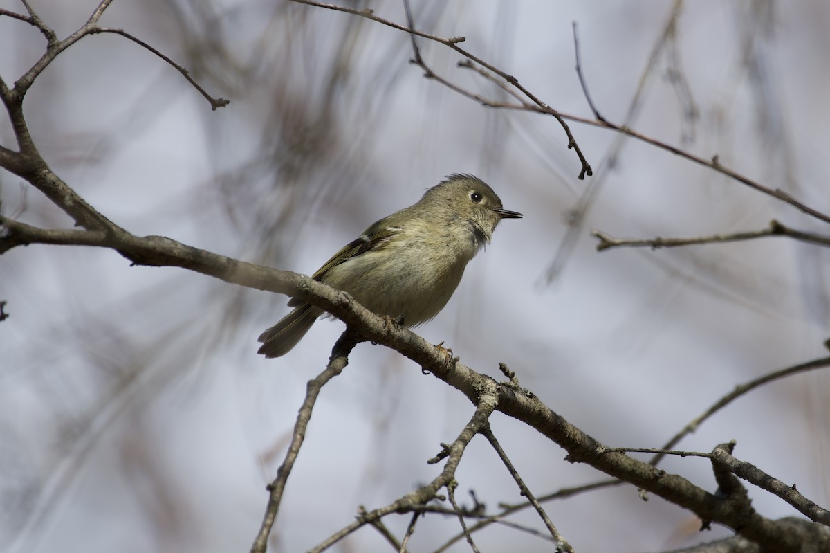 Ruby-crowned Kinglet - ML223511571