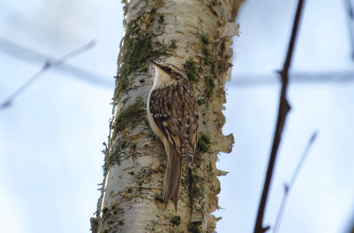 Brown Creeper - ML223511601
