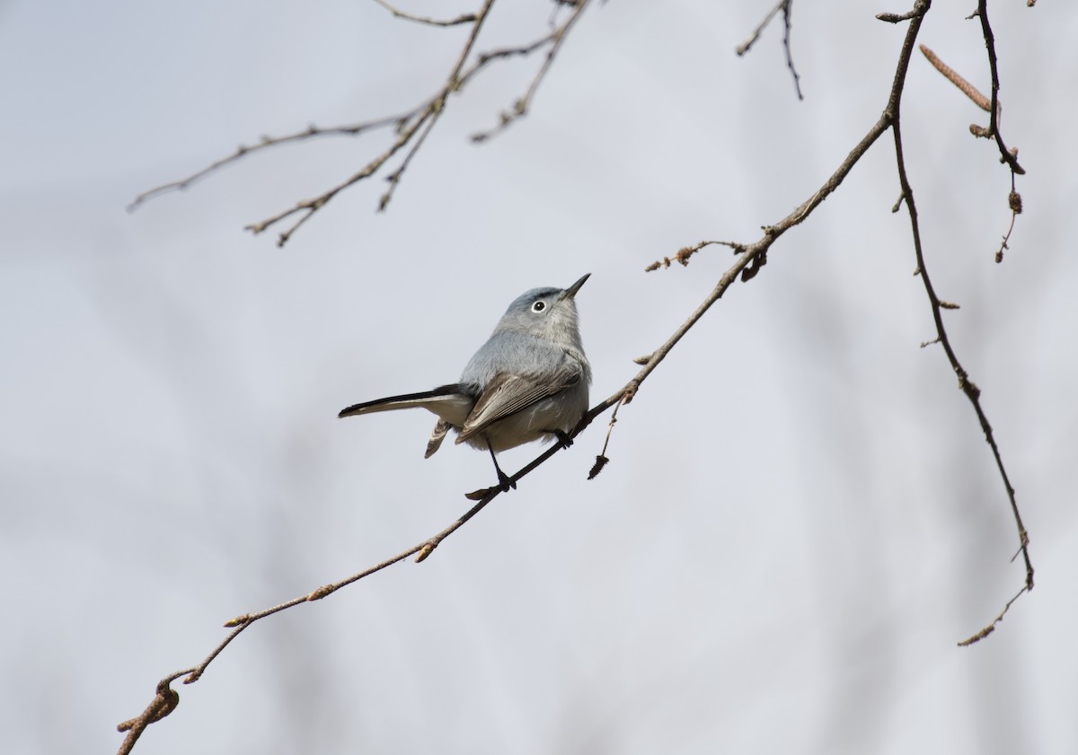 Blue-gray Gnatcatcher - ML223511681
