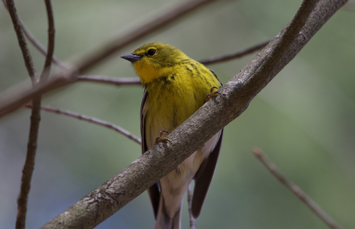 Pine Warbler - ML223511921