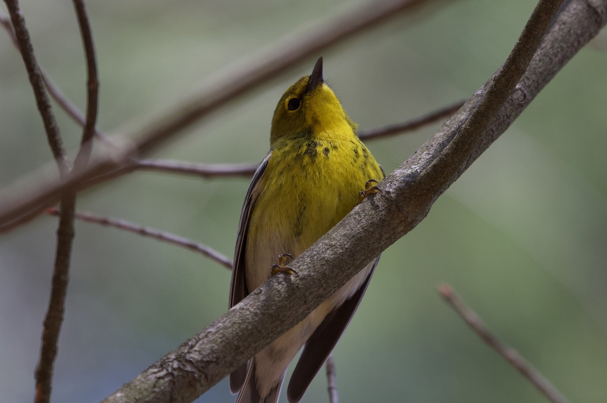 Pine Warbler - ML223511941
