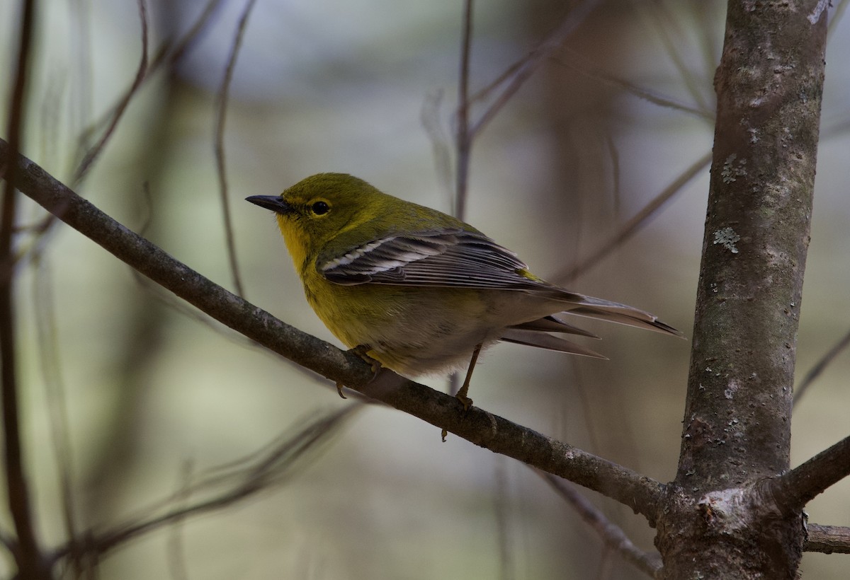 Pine Warbler - ML223511951
