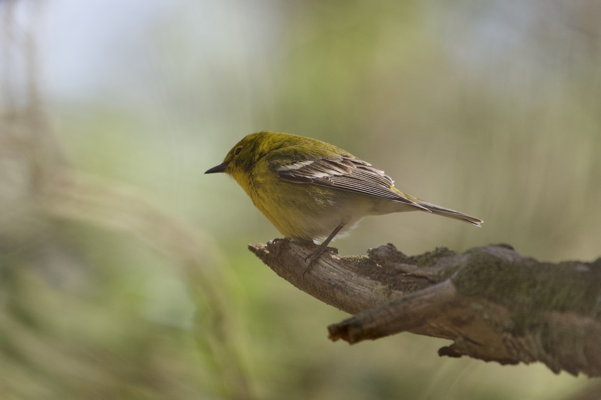 Pine Warbler - ML223511961