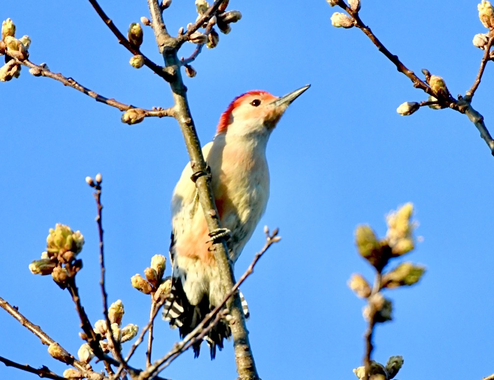 Red-bellied Woodpecker - Sophie Lee