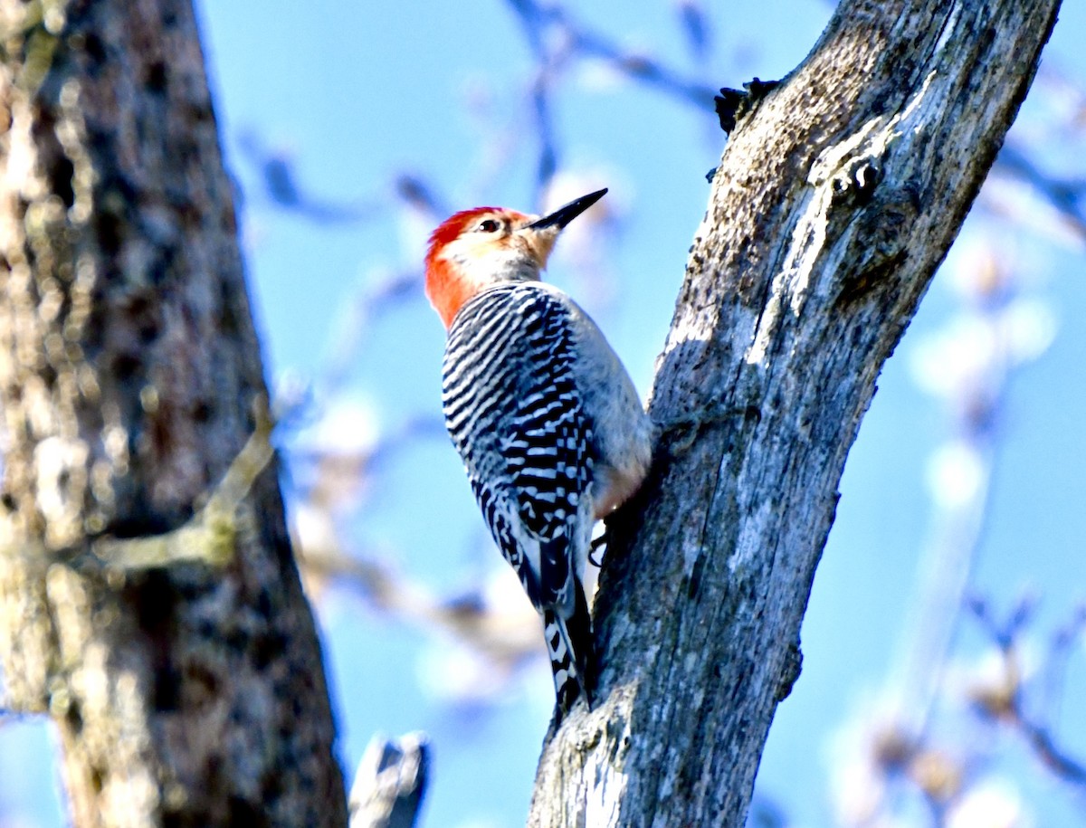 Red-bellied Woodpecker - Sophie Lee