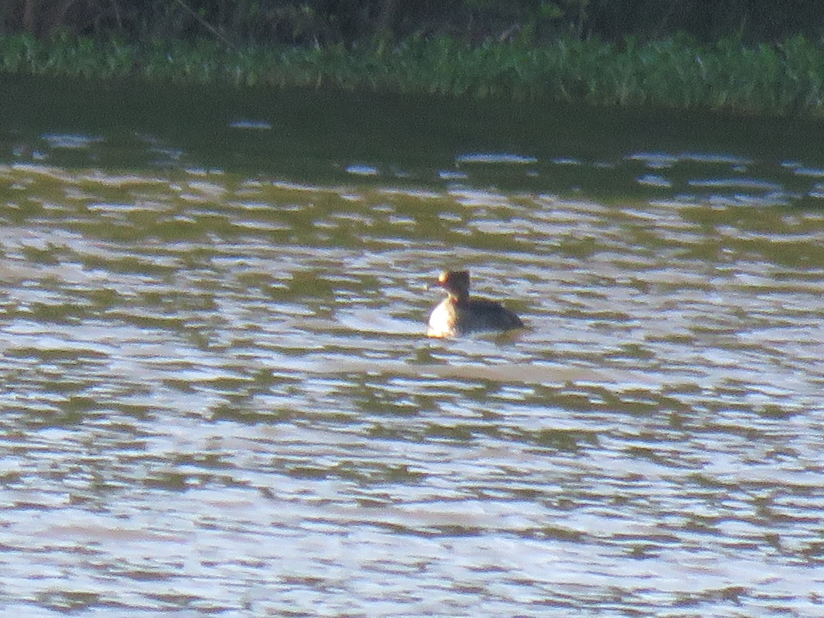 Red-breasted Merganser - ML223514591