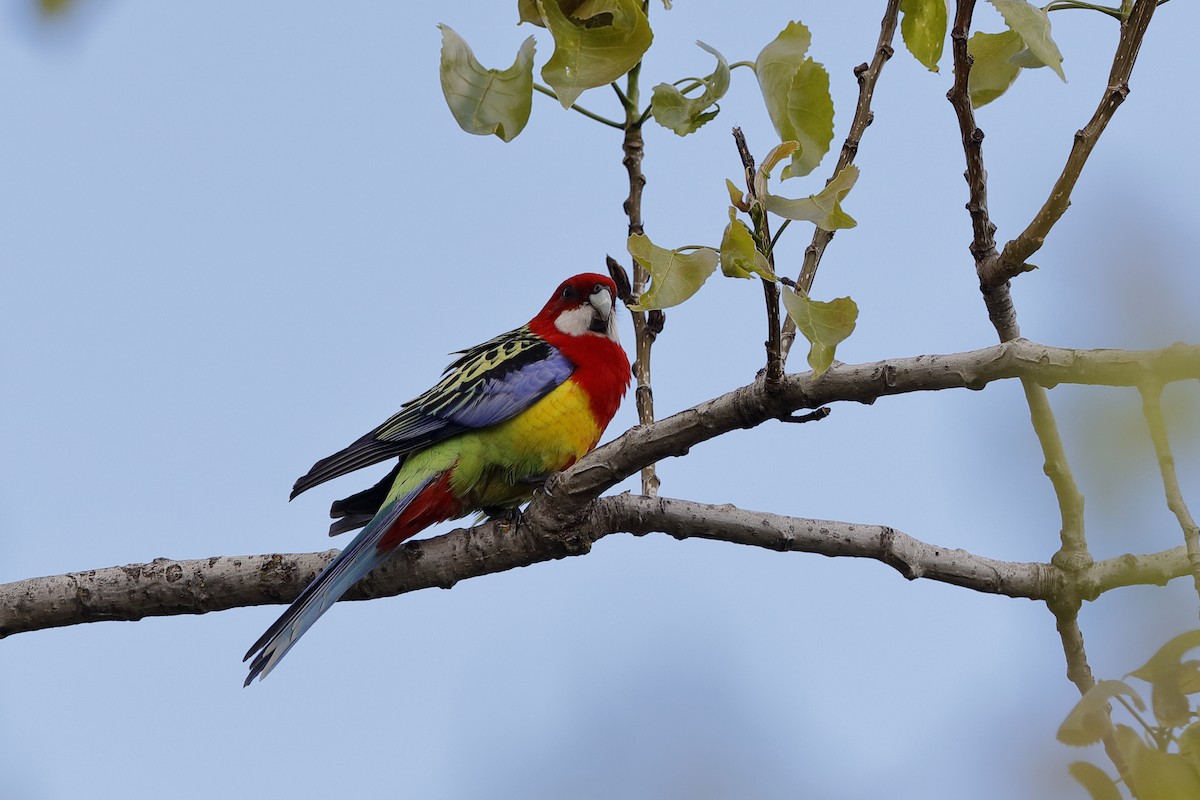 Eastern Rosella - ML223515451