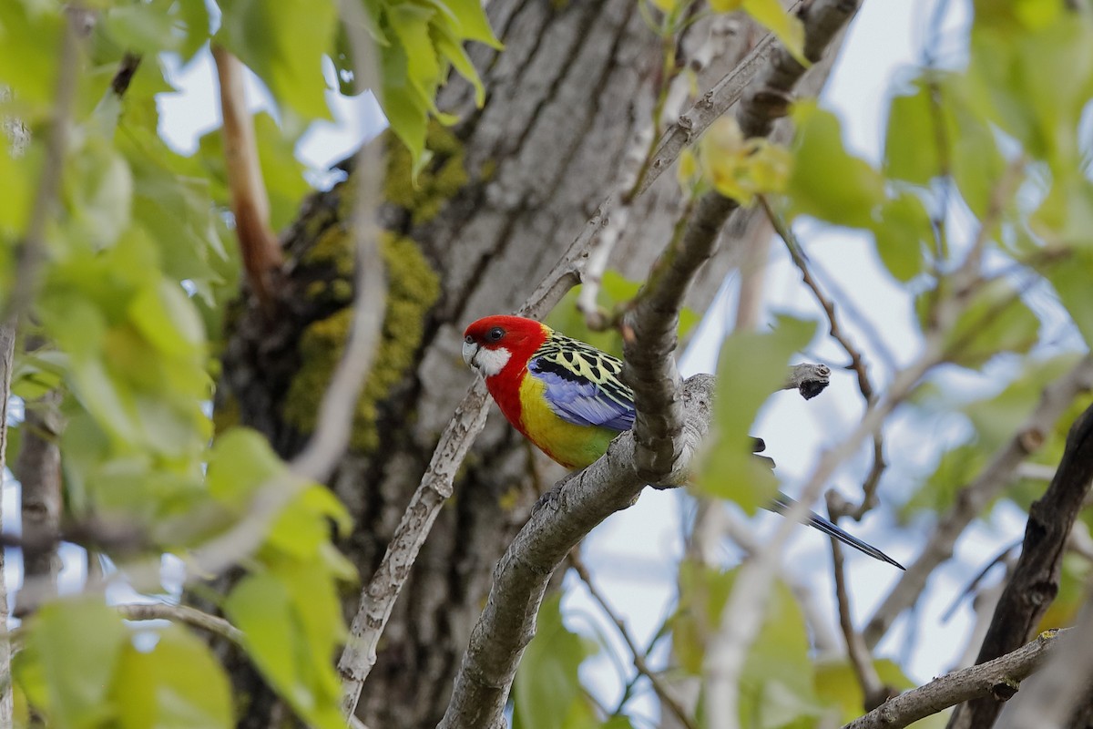 Eastern Rosella - ML223515471