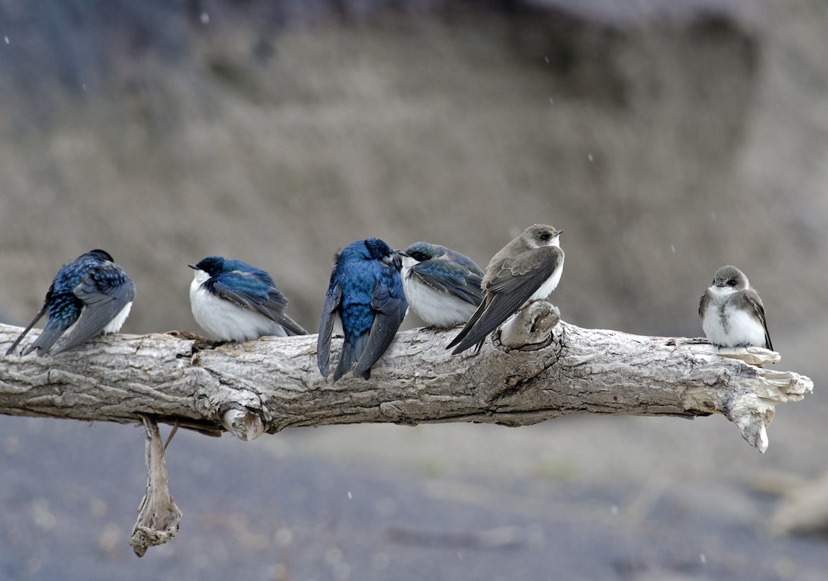 Tree Swallow - Joshua Vandermeulen