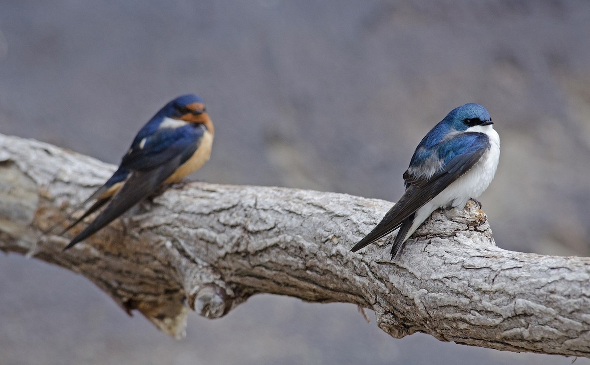 Tree Swallow - ML223517221