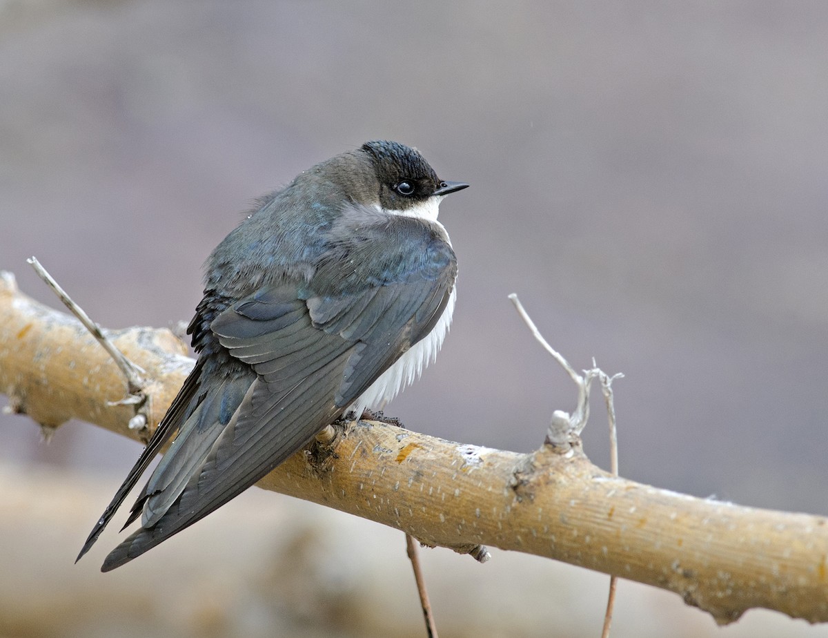 Tree Swallow - ML223517231