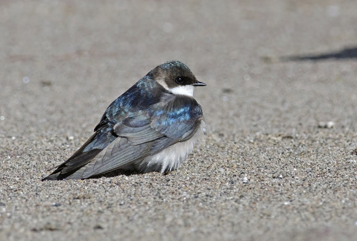 Tree Swallow - ML223517241