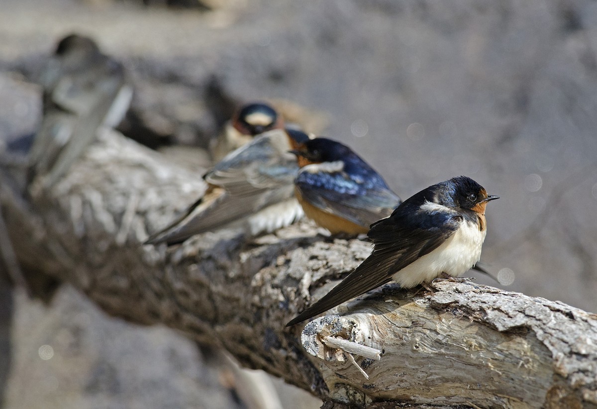 Barn Swallow - ML223517451