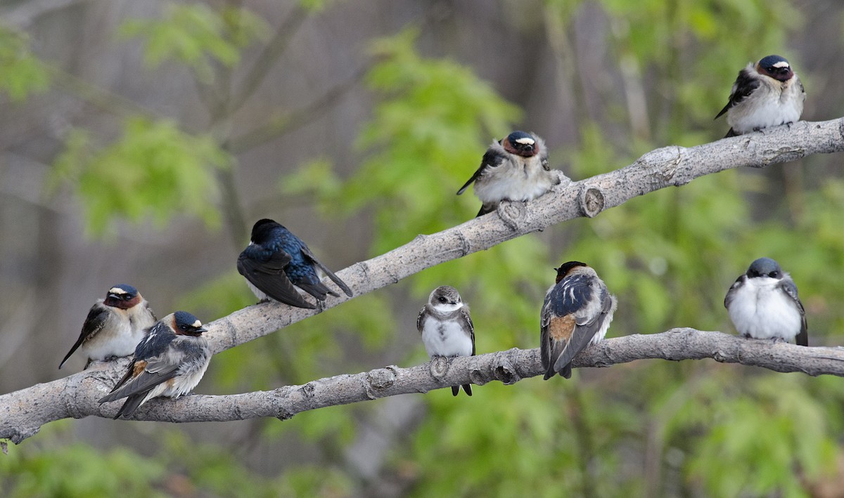 Cliff Swallow - ML223517711