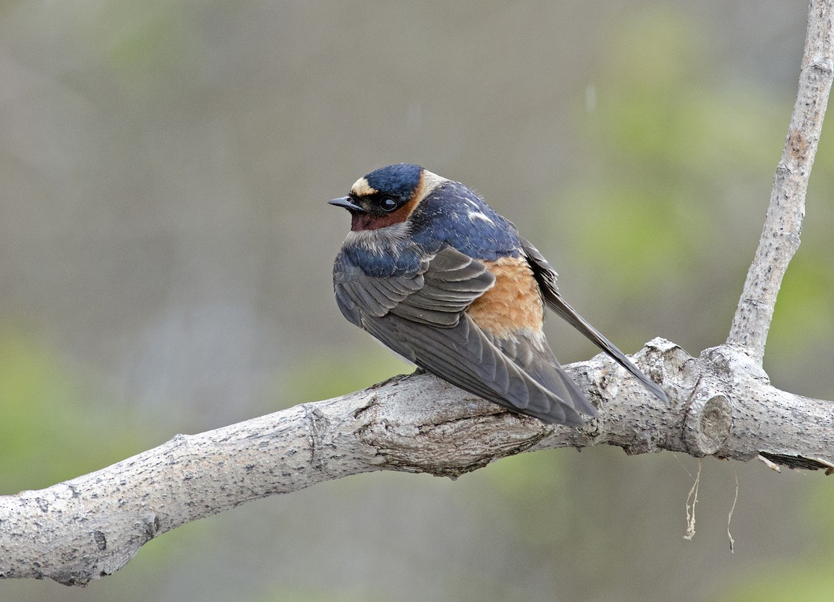 Cliff Swallow - ML223517731