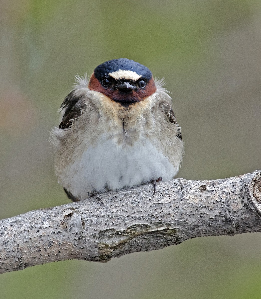 Cliff Swallow - ML223517741