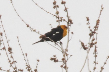 Yellow-headed Blackbird - ML22351811