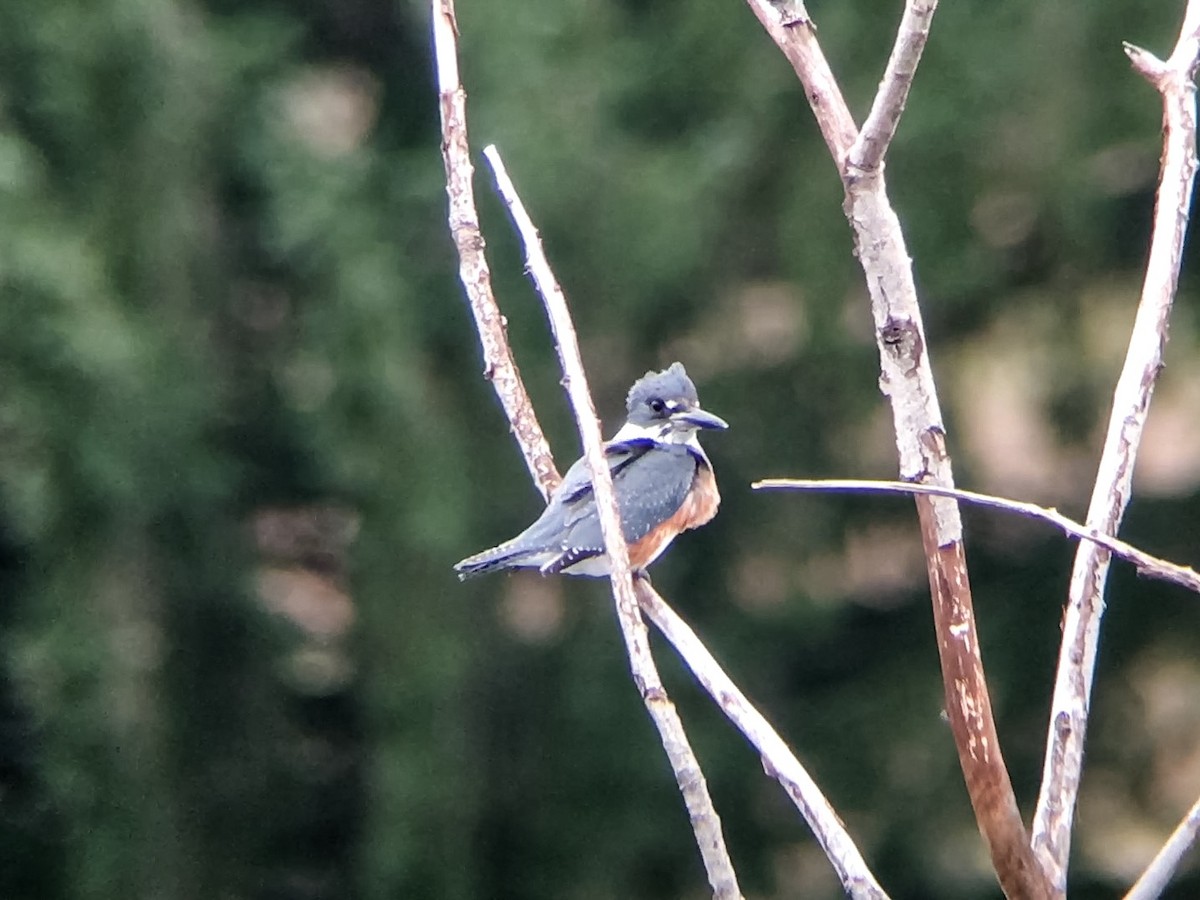 Belted Kingfisher - ML22351861