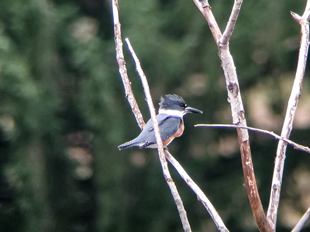 Belted Kingfisher - ML22351871