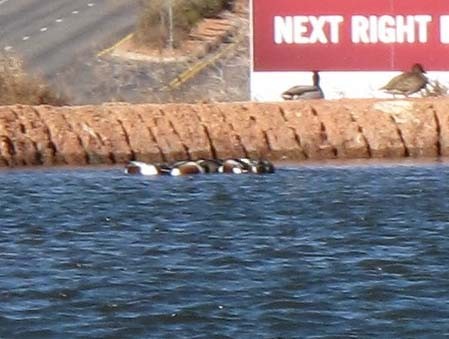 Northern Shoveler - ML22351881