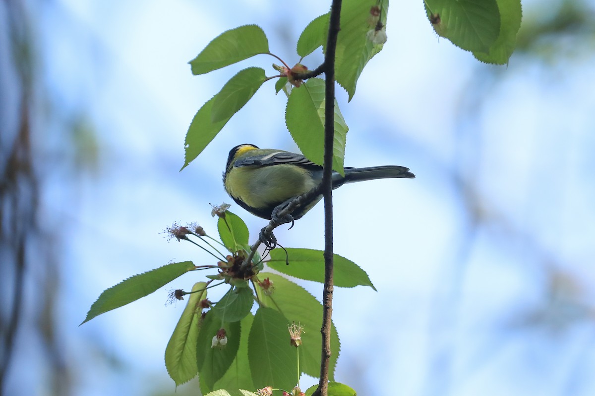 Great Tit - Leonardo Rassu