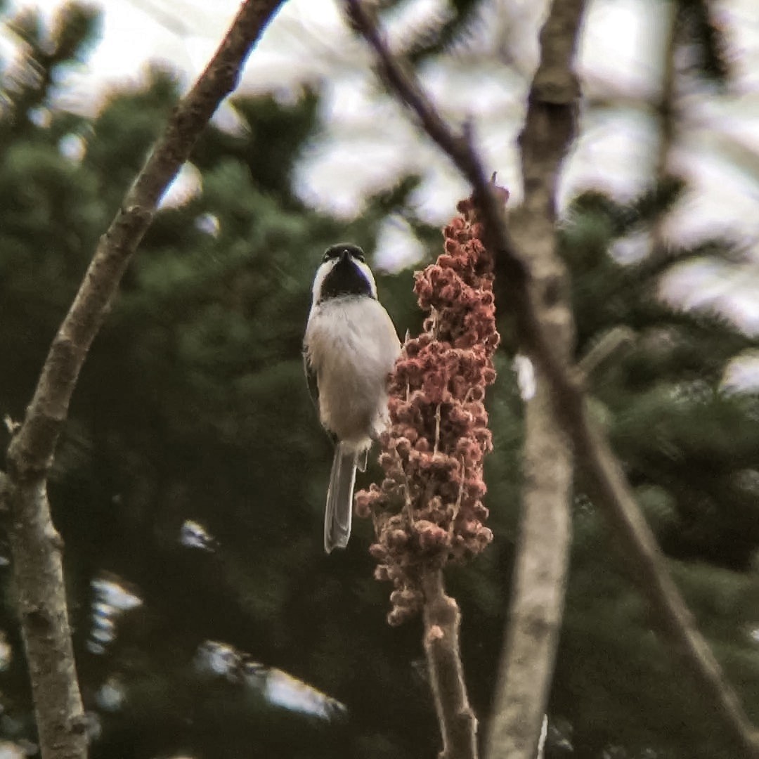 Mésange à tête noire - ML22351891