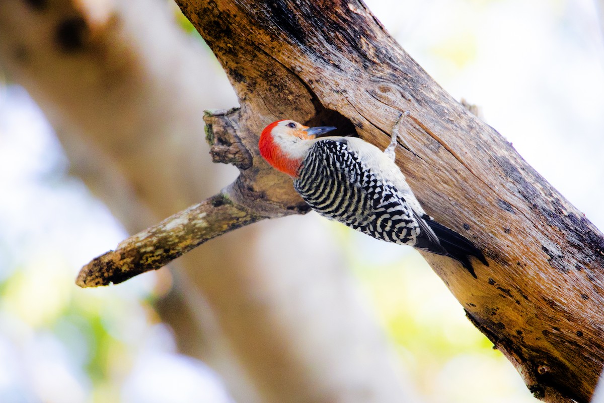 Red-bellied Woodpecker - ML223518971