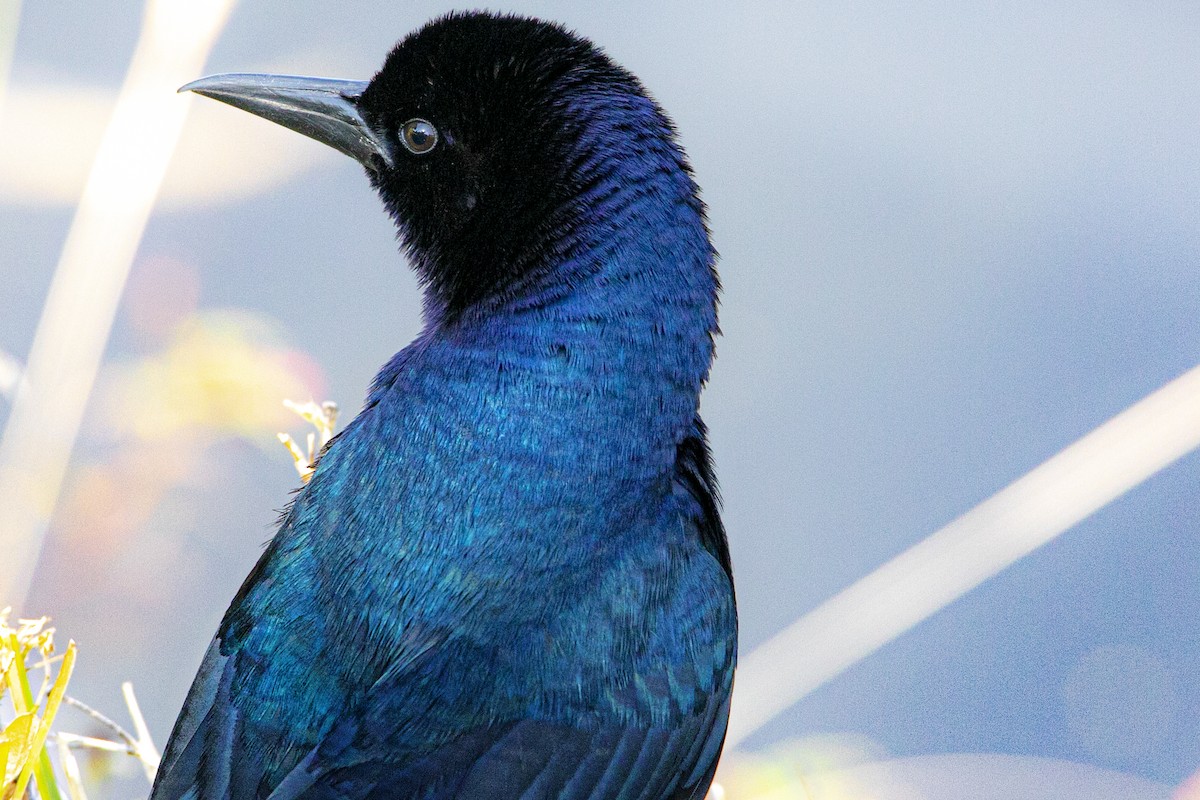 Boat-tailed Grackle - ML223518981
