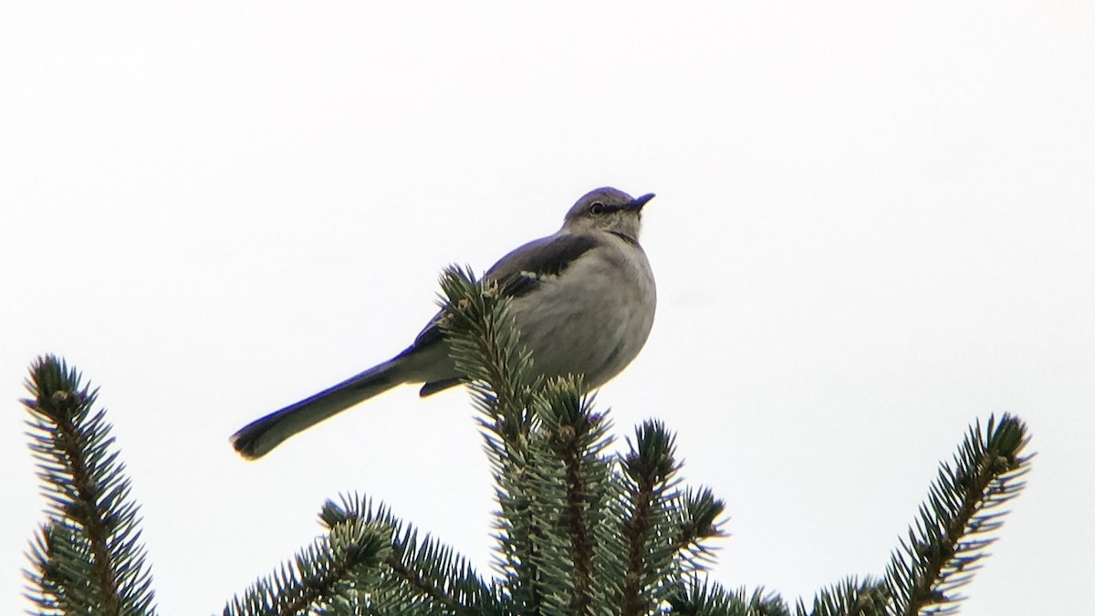 Northern Mockingbird - ML22351911