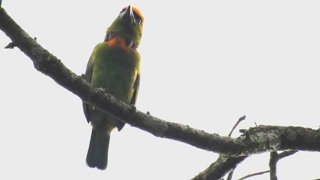 Turuncu Alınlı Barbet - ML223519441