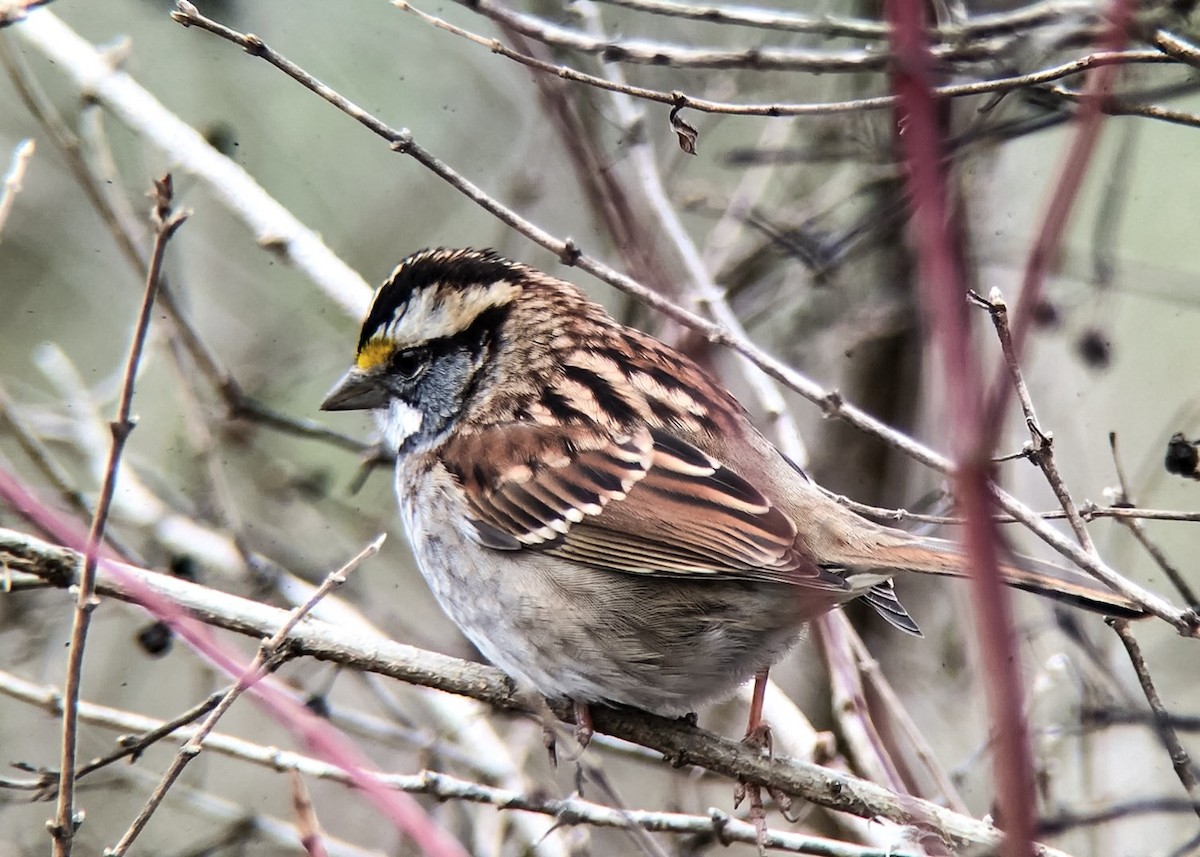 White-throated Sparrow - ML22351951