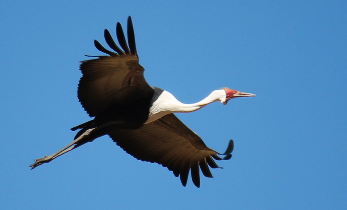 Wattled Crane - ML223519571