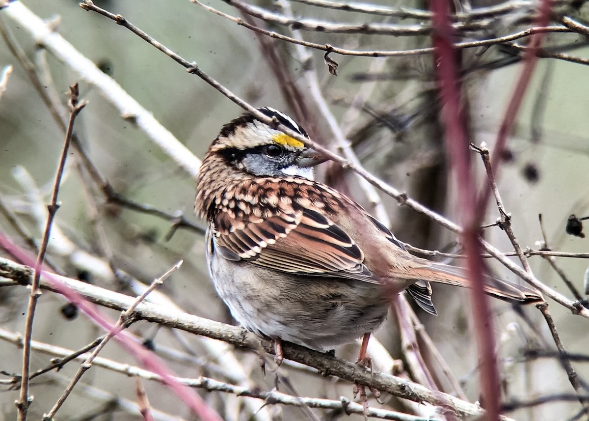 White-throated Sparrow - ML22351961
