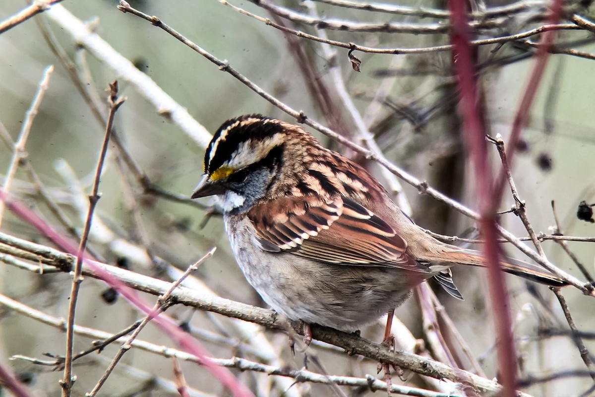 White-throated Sparrow - ML22351971