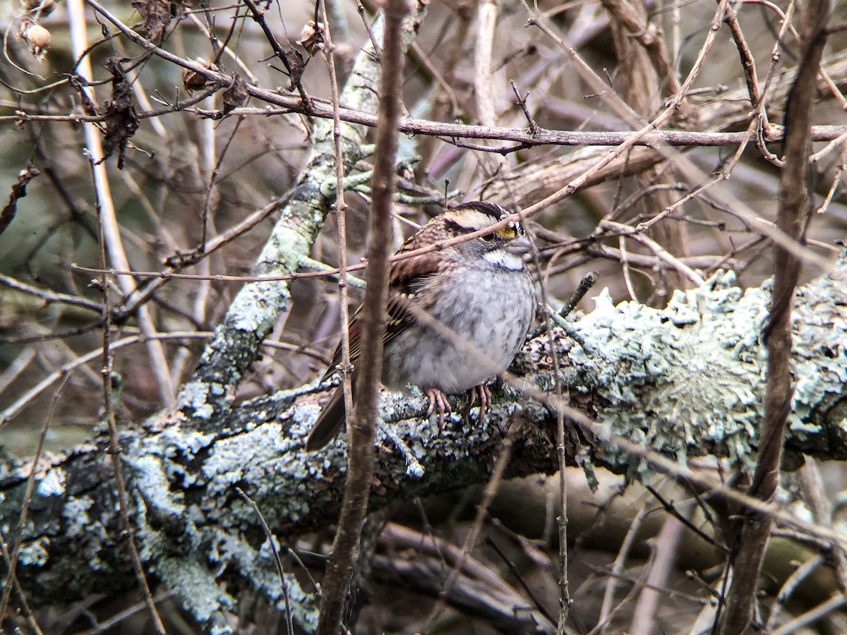 White-throated Sparrow - ML22351981