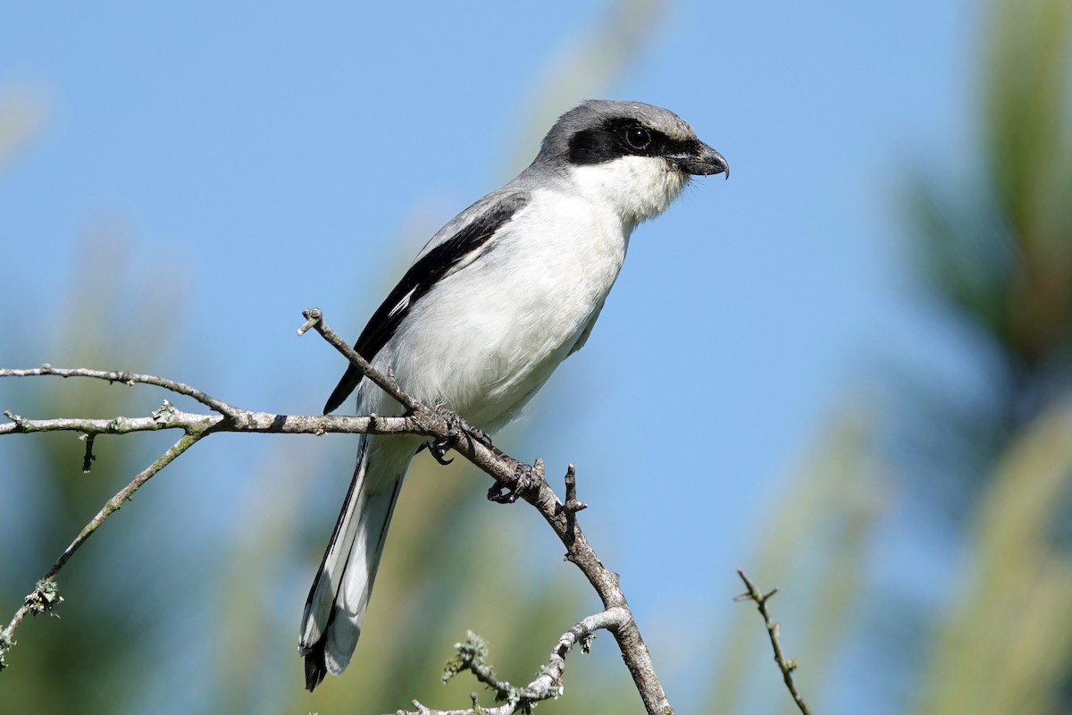 Loggerhead Shrike - Andy Liu