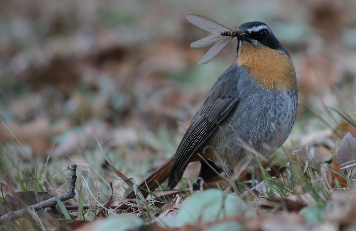 Cape Robin-Chat - ML223520421