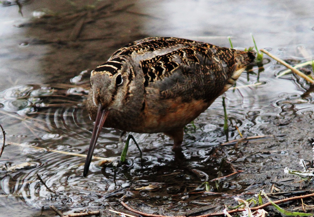 American Woodcock - ML223521121