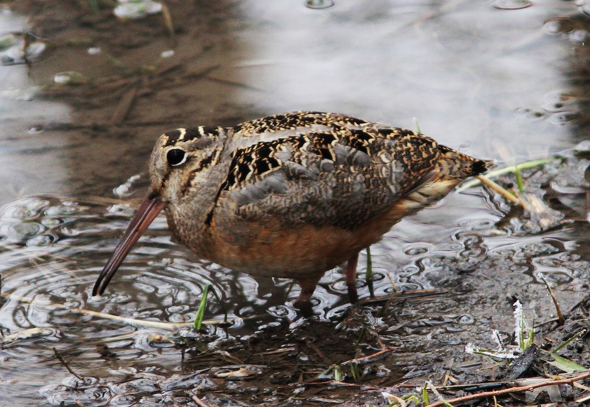 American Woodcock - ML223521571