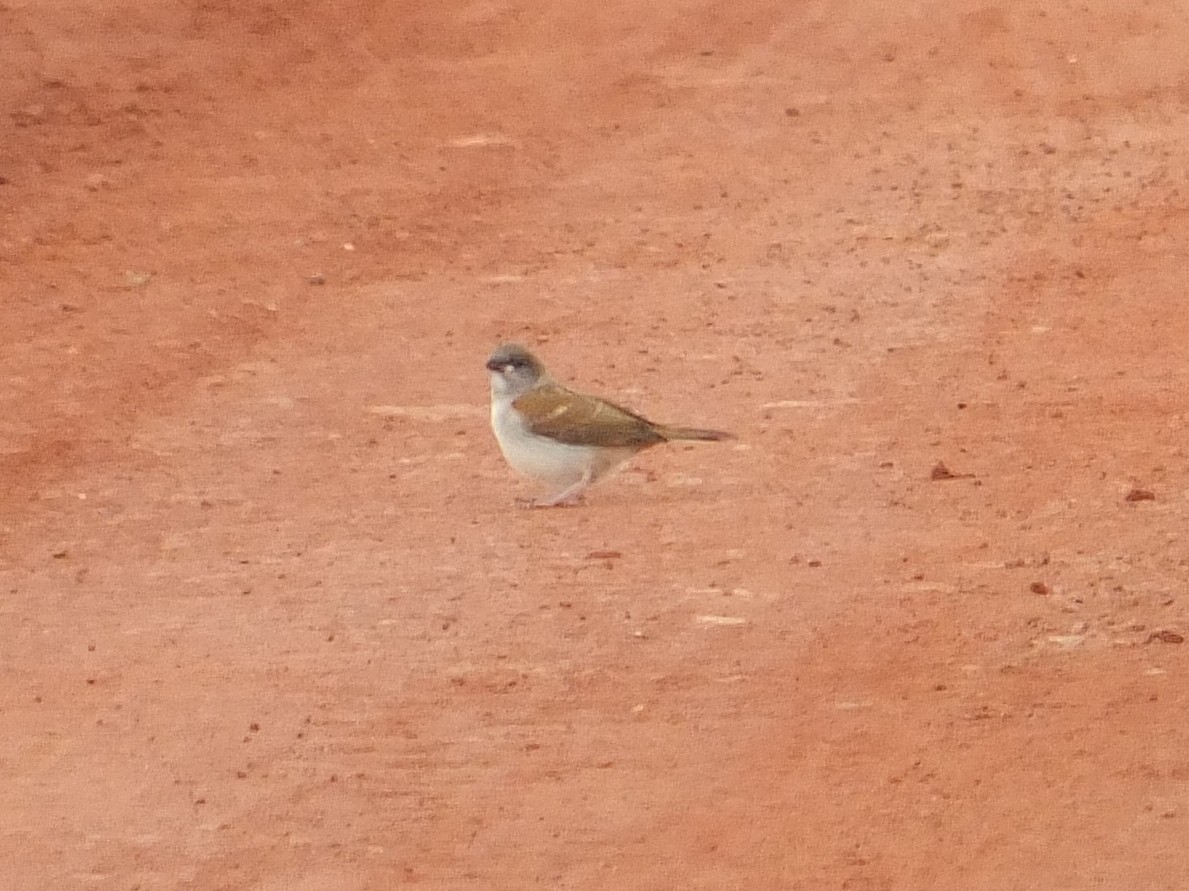 Northern Gray-headed Sparrow - ML223521581