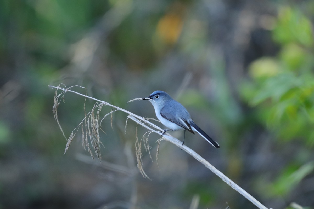 Blue-gray Gnatcatcher - ML223521691