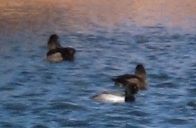 Lesser Scaup - ML22352181