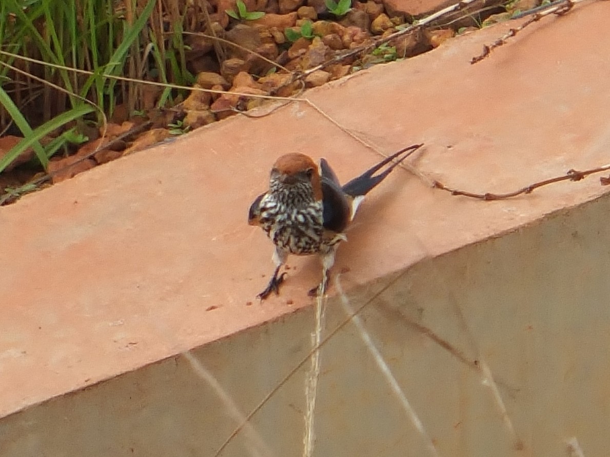 Lesser Striped Swallow - Tony King