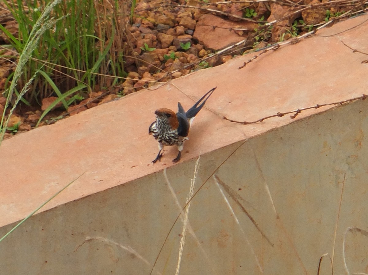 Lesser Striped Swallow - ML223521921