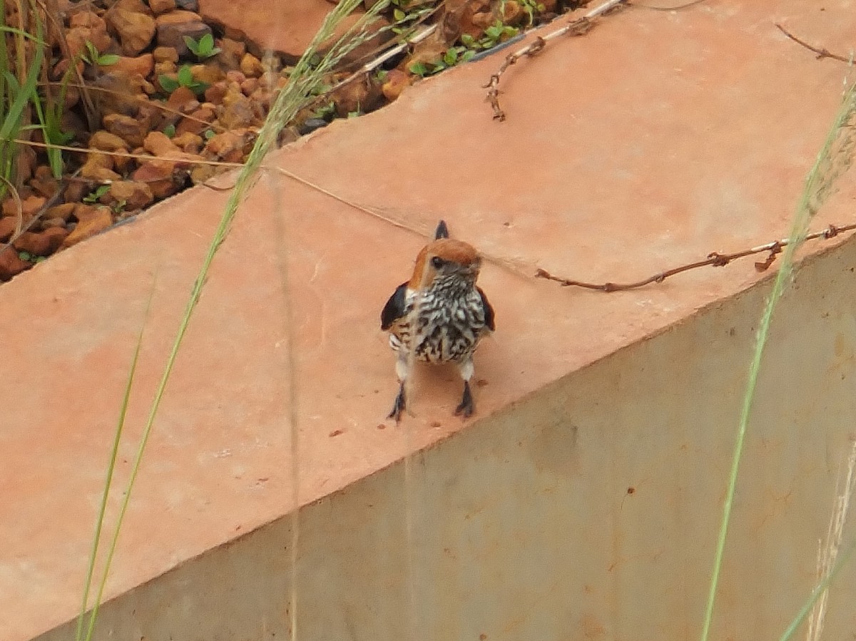 Lesser Striped Swallow - ML223521941