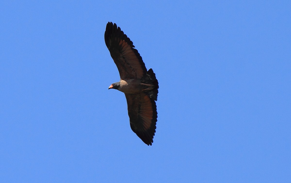 Rufous Crab Hawk - ML223521971